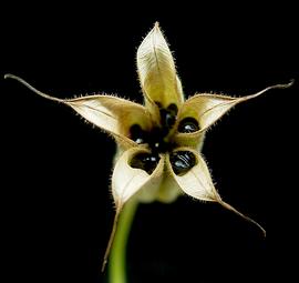   Fruits:   Aquilegia vulgaris , dehisced follicles showing seeds; Photo by Frank Vincentz, wikimedia commons
